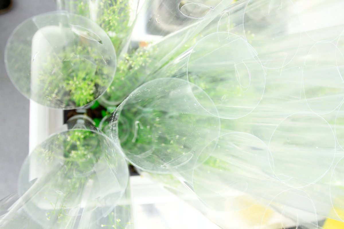 🎉 Congratulations to <a href="/nowako76/">Ondrej Novak</a>, head of <a href="/OfRegulators/">Laboratory of Growth Regulators</a>, a joint facility of Palacký University in Olomouc <a href="/prfupol/">PřF UPOL</a> and our Institute of Experimental Botany <a href="/UEBavcr/">ÚEB AV ČR</a>, and his team, who have succeeded in securing an ERC Synergy Grant, awarded by the European Research Council