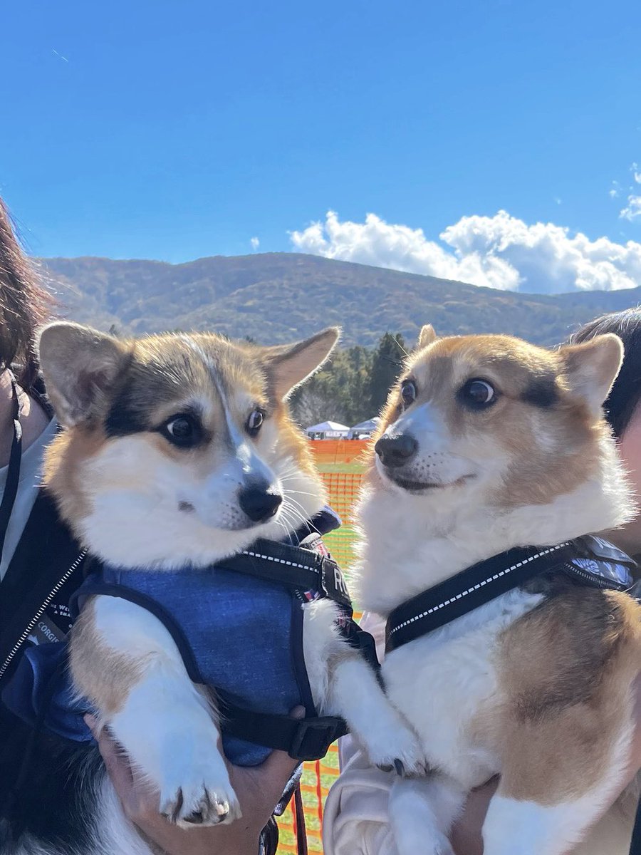 黒コーギーのロボさん (@juntan911rsr) / Posts / X