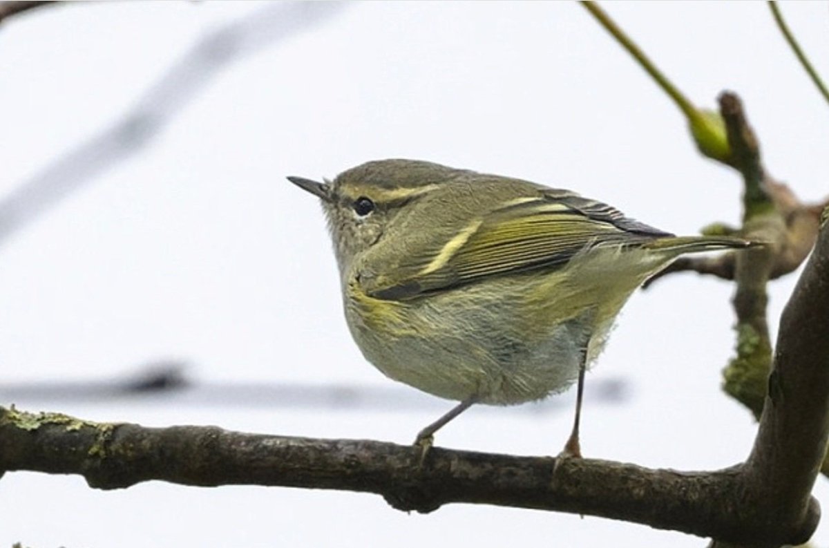 Andy Bunting (@andybunting) on Twitter photo Hume's Warbler still present this morning just North of Easington Cemetery. Picture by Thomas Willoughby <a href="/spurnbirdobs/">Spurn Bird Observatory</a> Hume's Warbler still present this morning just North of Easington Cemetery. Picture by Thomas Willoughby <a href="/spurnbirdobs/">Spurn Bird Observatory</a>