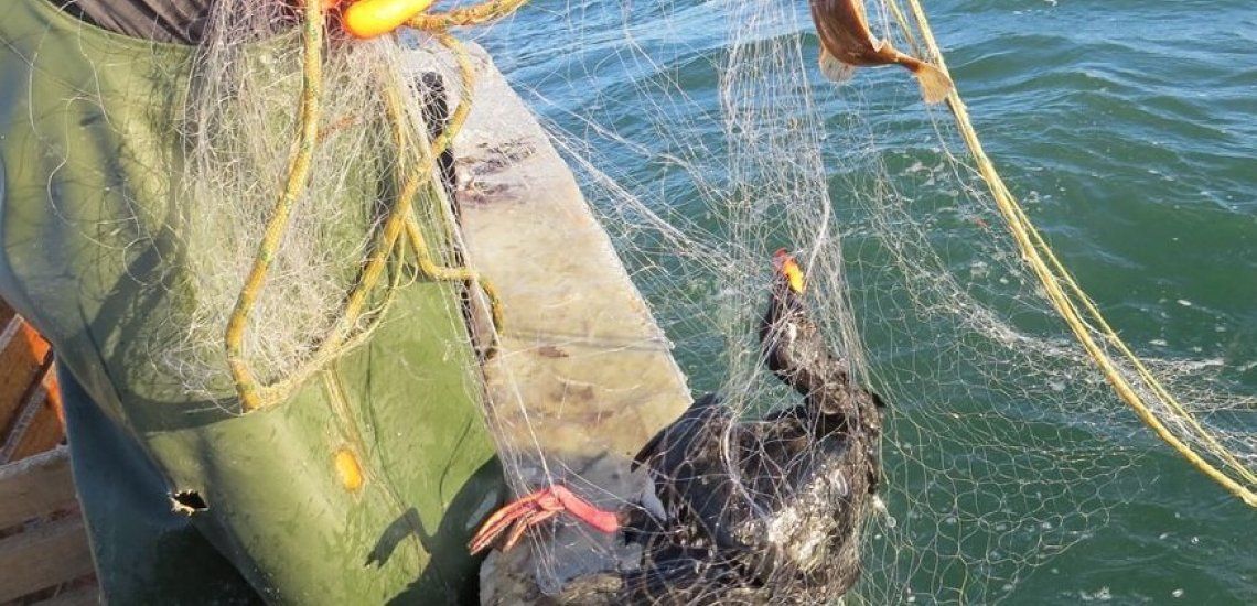 NEW PAPER in #ornithology summarises the bycatch of 200,000 #seabirds in European waters per year, and flags up knowledge gaps: buff.ly/4hyTTyI