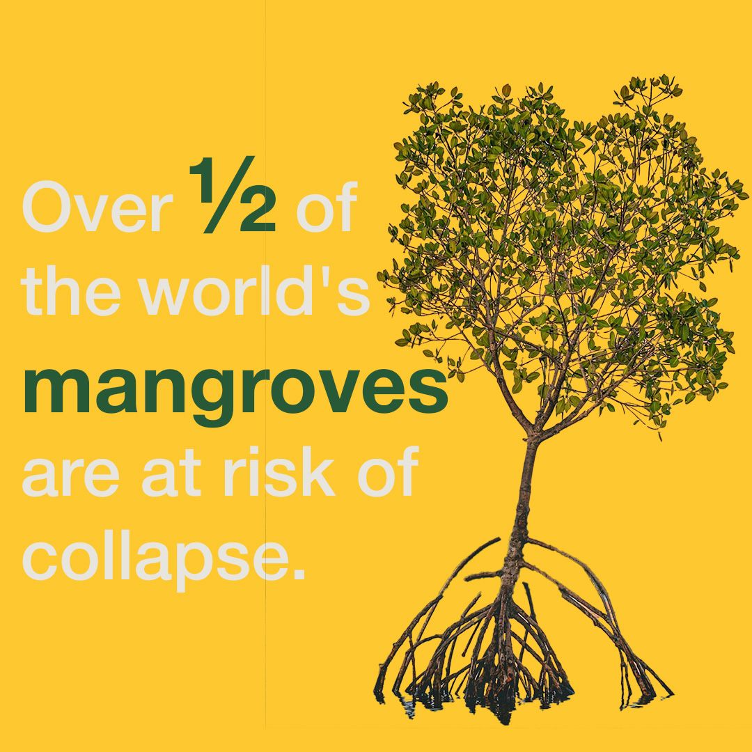 IUCN (@iucn) on Twitter photo Mangroves are lifelines for coastal communities and #biodiversity. The latest assessment from the <a href="/redlisteco/">Red List of Ecosystems</a> shows the critical need for conservation efforts.
Read more bit.ly/3wHiPS5 Mangroves are lifelines for coastal communities and #biodiversity. The latest assessment from the <a href="/redlisteco/">Red List of Ecosystems</a> shows the critical need for conservation efforts.
Read more bit.ly/3wHiPS5