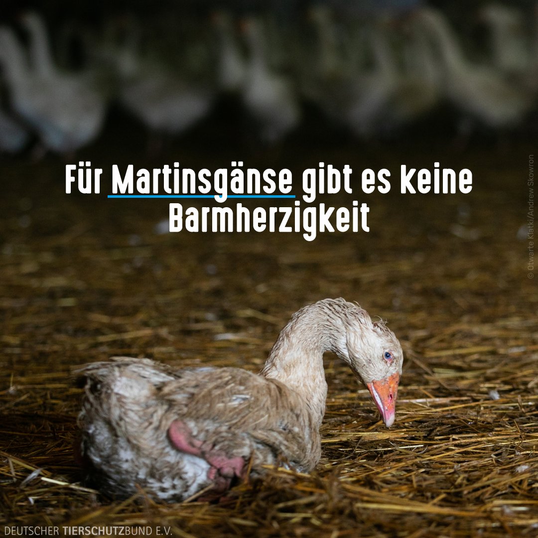 Gänse-Essen zu #SanktMartin? Bitte nicht! Über 80 % der hier verkauften Gänse stammen aus Ungarn und Polen. Die Haltung dort ist oft tierschutzwidrig und grausam. Lebendrupf ist in beiden Ländern immer noch gängige Praxis, in ungarischen Gänsefarmen auch die qualvolle Stopfmast.