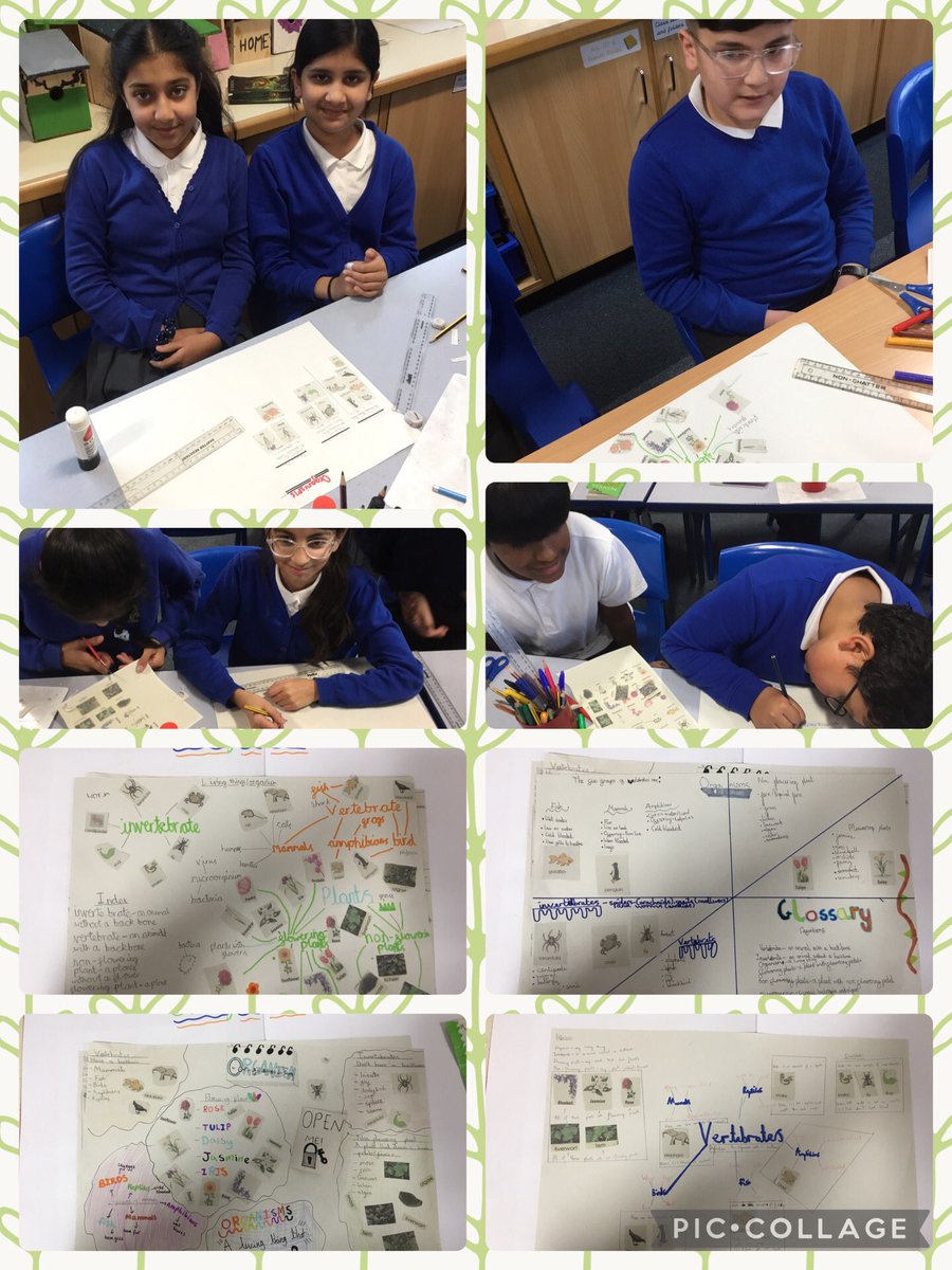 In Science, 6S have been classifying plants and animals into different groups.