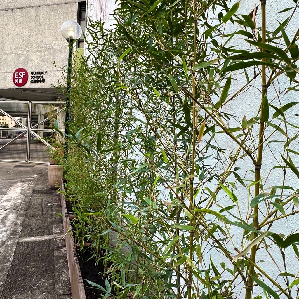 ESFGlenealy's tweet photo. The rear gate of the school is looking a little greener thanks to the hard work of our Glenealy Growers! 🪴 https://t.co/T6w6uQ0o3j