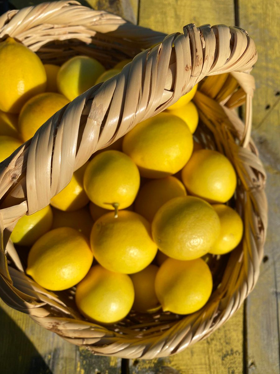 Mayer limon şimdi satışta 🎉