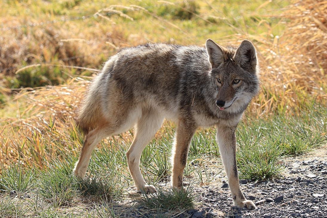 [🔗](api.tinyfox.dev/hourly/yotes/1…)