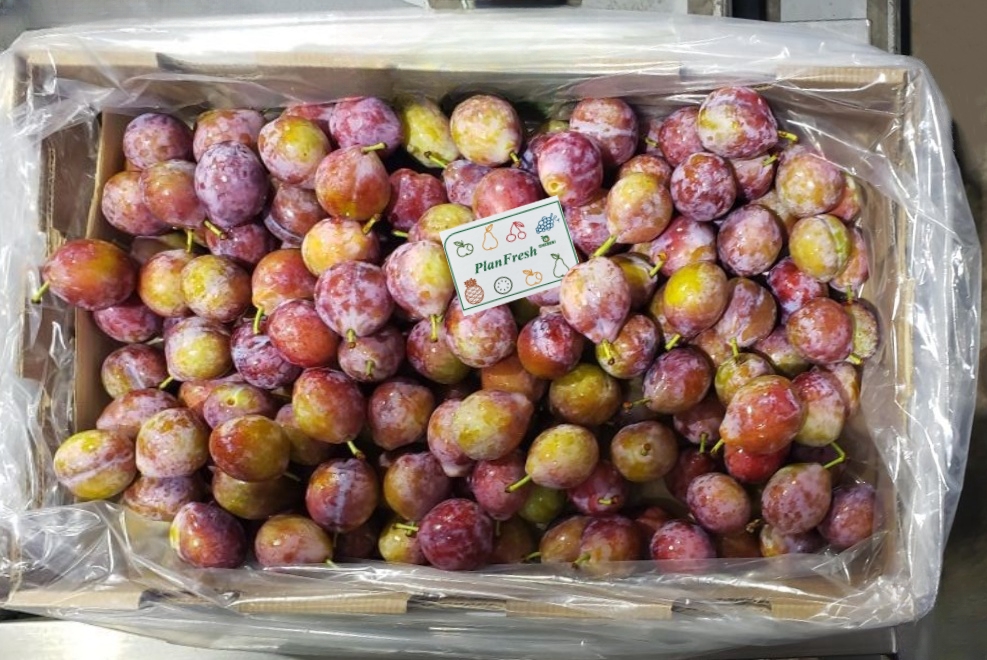 planfresh1mcp's tweet photo. PlanFresh 1-MCP card used on plums helps reduce softening, maintain texture, flavor and extend shelf life.
More info., fell free to contact me👇
📧 lee@chesenbio.com
📱 WhatsApp +86 15905691553
#Fruit #Plum #PostHarvest #1MCP #SugarPlum #FreshCard https://t.co/LzFJAOFb5i
