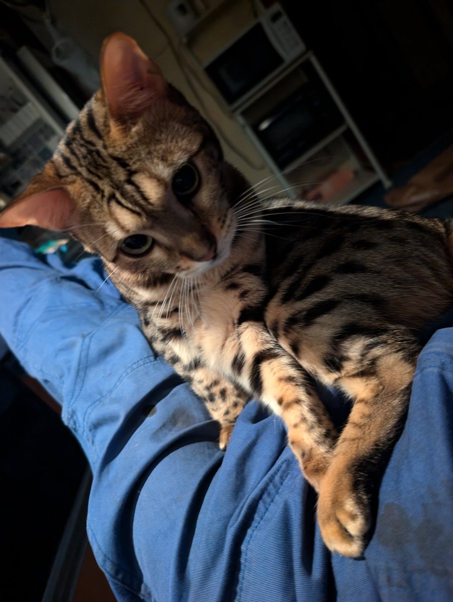 BELLBELLRINGc's tweet image. CAT