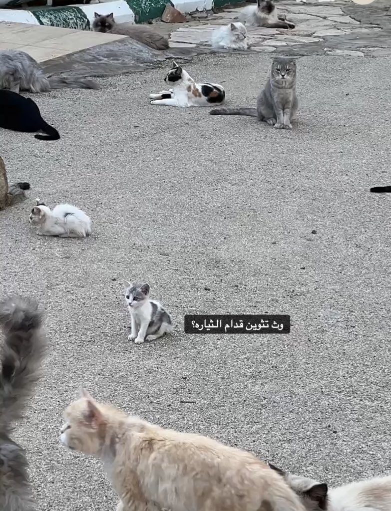 lirgaa's tweet photo. #بلدية_عنيزة #كلام_من_القلب 
لابد منكم كجهه مسؤله أمام الله... وضع اماكن مخصصه للحيوانات الاليفه  تقيها من تقلبات الجو سوي كان الجو حار او ممطر او بارد  وتوفير دكتور بيطري لعلاج الحالات الطارئه ومنع بيعهاللاطفال ثم رميها..تحميل محلات القطط علاجها مجاناً.... https://t.co/2HOOtxLYEx