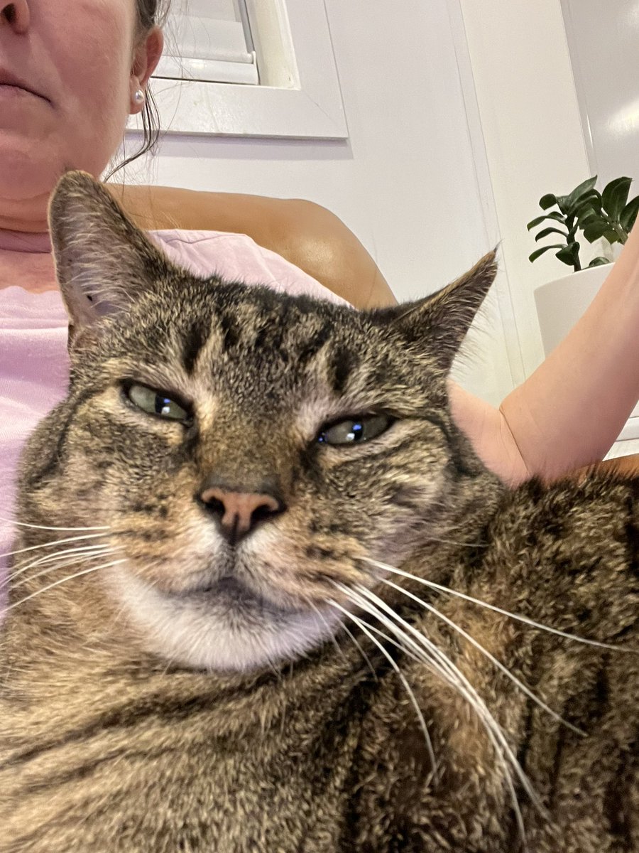 Single cat lady’s cat watching MSNBC election coverage ‘I will eat his face’