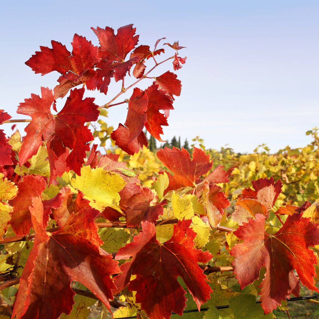 #Otoño en el viñedo: la tierra se tiñe de tonos dorados y ocres, mientras las viñas descansan tras la vendimia, preparándose para el próximo ciclo.