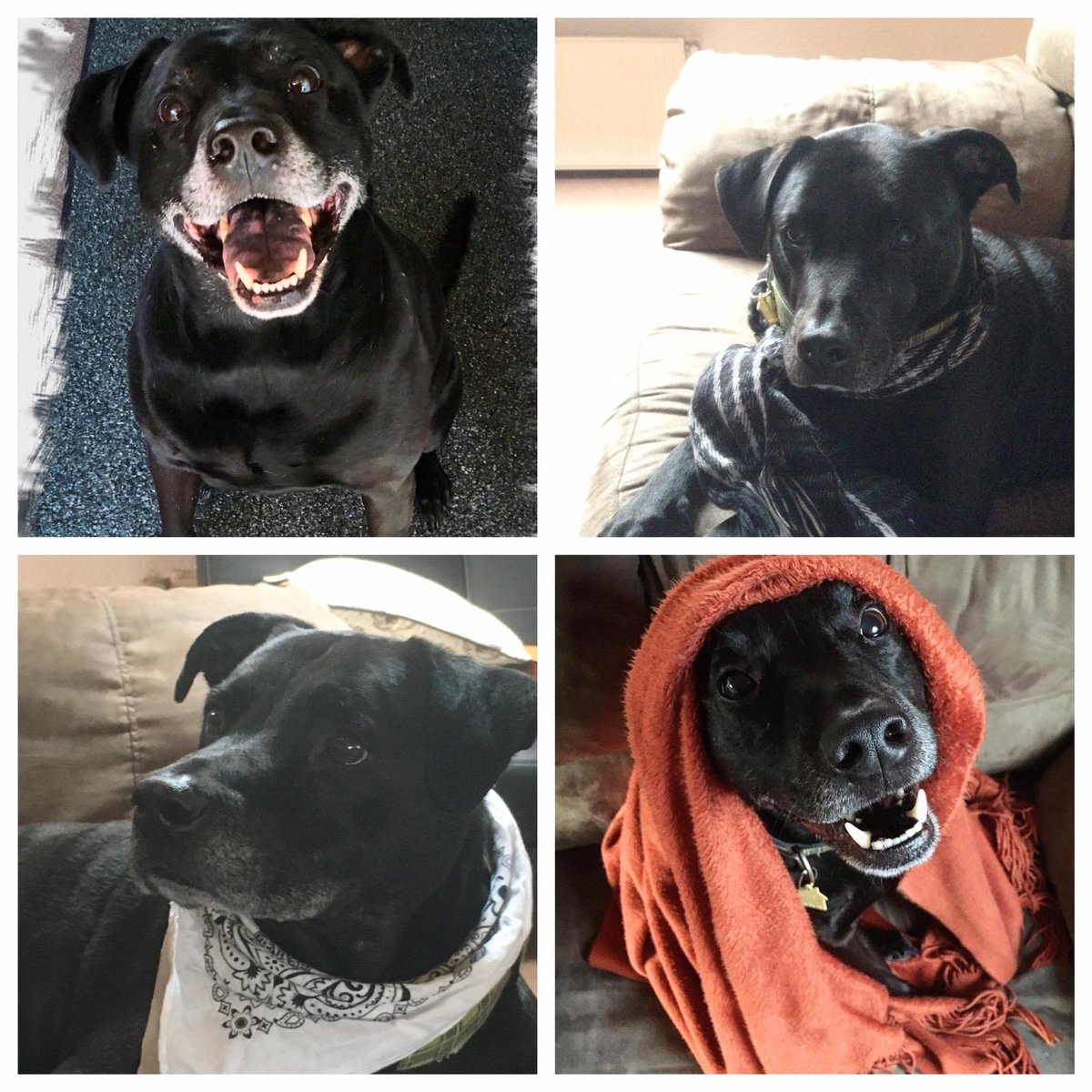 meyrden's tweet photo. Bubba...  it's still breaking my heart that we had to say goodbye today.  You are and will always be my favorite boy.  I will never forget you.  Thank you for being the best friend anyone could ever ask for.  Love you more than words can express.  Sleep well, friend. https://t.co/DD0zCw5Rb9