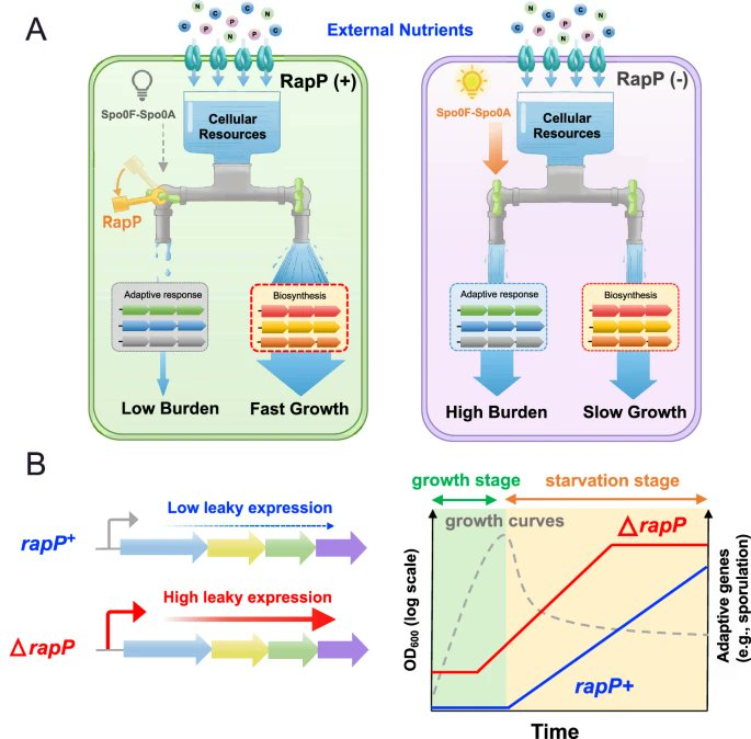 Plasmid-encoded phosphatase RapP enhances cell growth in non-domesticated Bacillus subtilis strains

<a href="/NatureComms/">Nature Communications</a> from Xiongfeng Dai

nature.com/articles/s4146…
