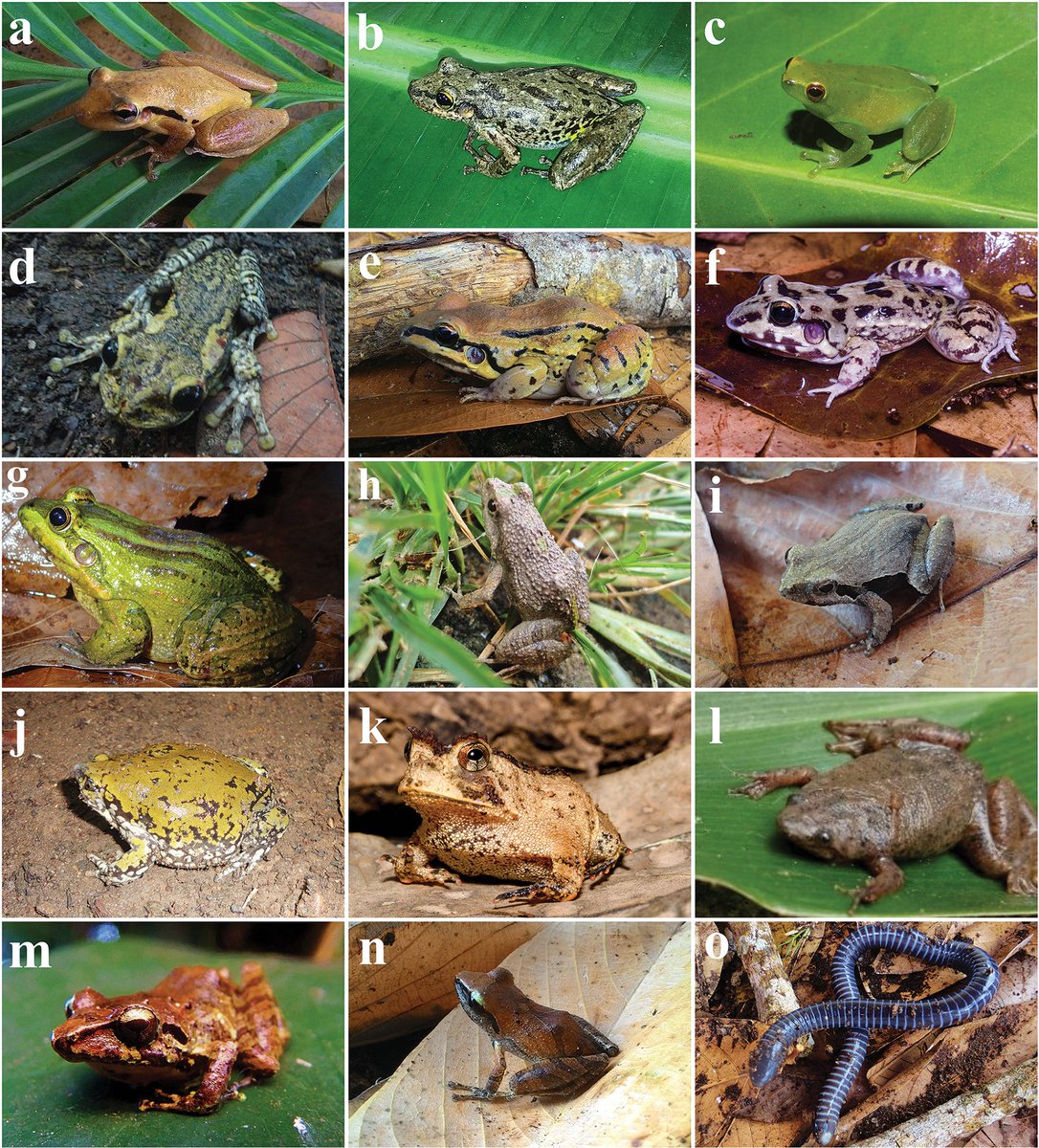 🐸 46 amphibian species were recorded in Serra Azul and Serra do Mandim in southwestern Bahia, Brazil. Find out more here: doi.org/10.3897/zookey…

#Anura #biodiversity #amphibians @unifapbr <a href="/Leibniz_LIB/">LIB</a>