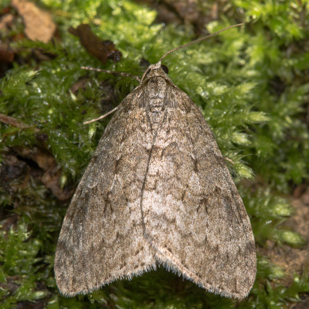 LeaveNoTraceIrl's tweet photo. Our #SimpleActions this #WildlifeWednesday to protect our Nocturnal Pollinators are:
🌜Close blinds/curtains at night
🌜Minimise outdoor lights
🌜Increase native plants to provide nectar for nocturnal pollinators
Check out this Nocturnal Pollinators Guide:
https://t.co/xpofIH16kB https://t.co/QAsc1fT78V