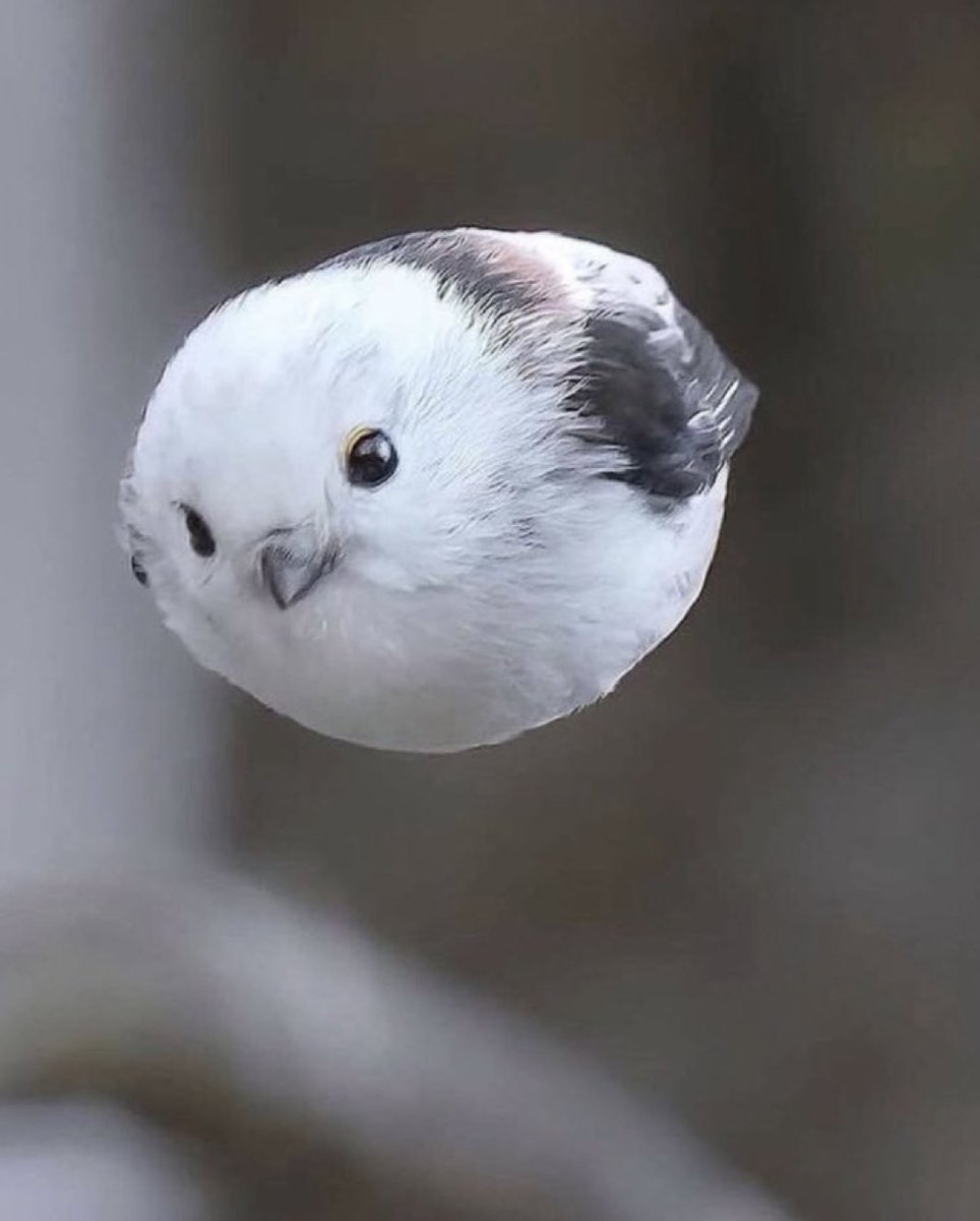 まるで弾丸のようなシマエナガ