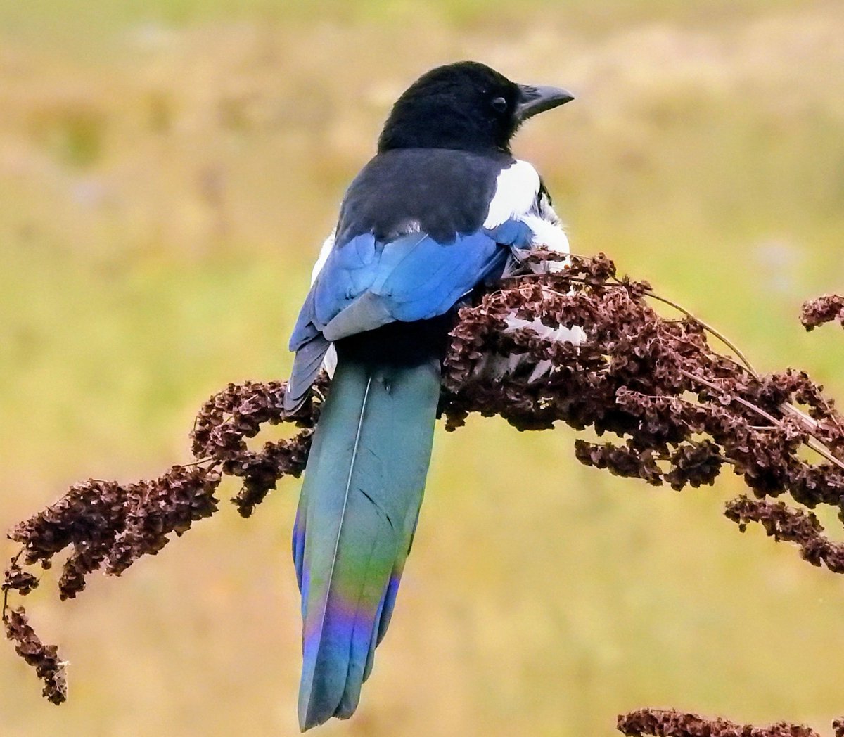😊 Good Morning. A Black and White bird in my garden 😉 Wakefield, Yorkshire
