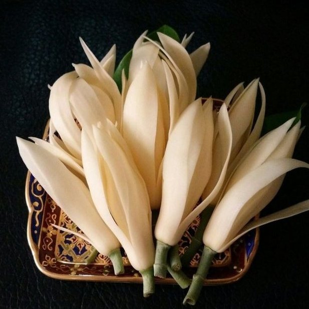 ofmonodrama's tweet image. ⠀⠀
⠀⠀
     ว่ากันว่าในงานพิธี เราต่างใช้ดอกไม้กลิ่นแรงในการดับกลิ่นของเน่าเสีย ดั่งเช่นซากเน่า ซากศพ เพื่อขจัดกลิ่นอัปมงคล มันจึงได้ชื่อว่าเป็นดอกไม้อัปรีย์

แล้วด้วยเหตุผลอะไรกัน?
มึงถึงได้ปลูกดอกไม้พวกนั้นทั่วบ้านไปหมด, สนธยา

#เรื่องของธูปดอกสุดท้าย 
#เพื่อนกันจนวันตาย