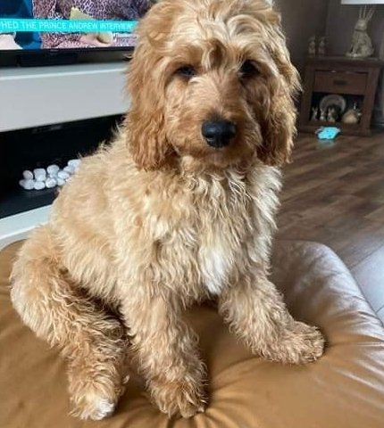 MissingPetsGB's tweet photo. TEDDY #Missing since 8.15pm 5 November 2024 after bolting from front door due to a #firework going off. #TS17 area of #THORNABY Wearing silver collar & microchip has missing alert on.
If anyone around the thornaby area could please check any cctv or ring doorbells for sightings. https://t.co/4CRr4uiOnU