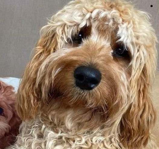 MissingPetsGB's tweet photo. TEDDY #Missing since 8.15pm 5 November 2024 after bolting from front door due to a #firework going off. #TS17 area of #THORNABY Wearing silver collar & microchip has missing alert on.
If anyone around the thornaby area could please check any cctv or ring doorbells for sightings. https://t.co/4CRr4uiOnU