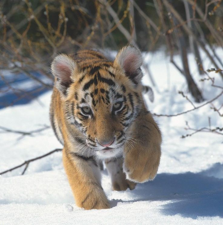 jz_h028's tweet photo. 이서는  평생 아기호랑이해..💗🐯🐯
#아이브 #이서 https://t.co/Ahc7bpDvRA