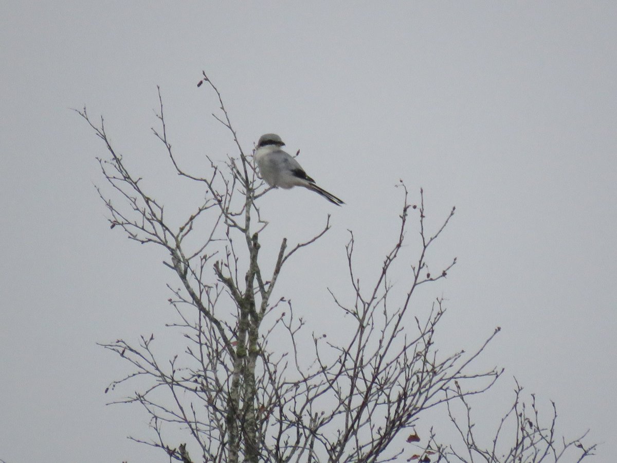 Wow: vorige week tijdens een vogeltelling was deze #klapekster in #Bargerveen de hoofdrolspeler in een, voor mij zeer waarschijnlijk, once-in-a-lifetime, show. De vogel vloog mee met een groep trekkende vinken en sloeg er zo eentje in de nek, als een roofvogel. Om op te peuzelen!