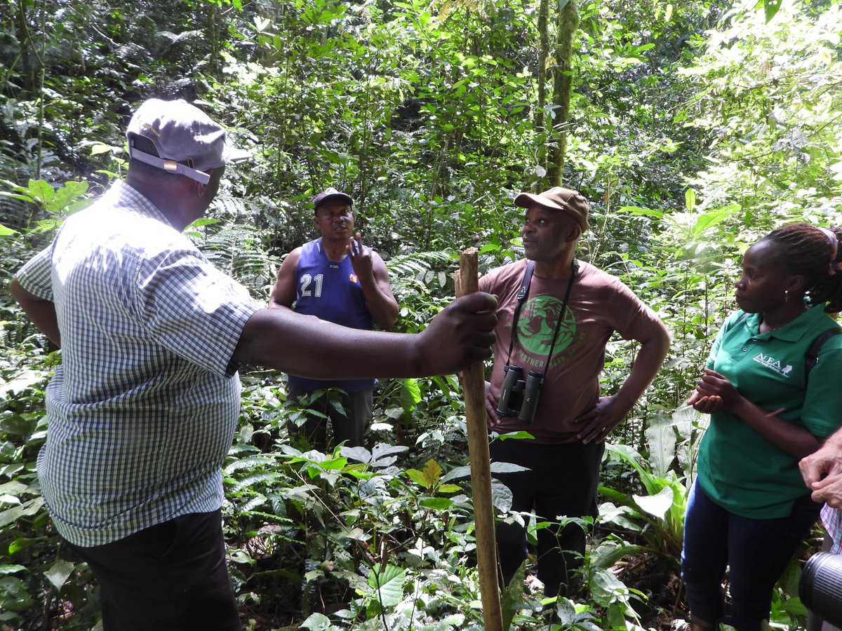 NatureUganda_'s tweet photo. HappeningNow: We are monitoring the progress of our @DOFBirdLife-funded project which aims to conserve Kasyoha-Kitomi CFR while supporting sustainable livelihoods for the local communities. Thanks to @NFAUG for the support. #conservation #RestoreNature today! https://t.co/CcU7u1CTJG