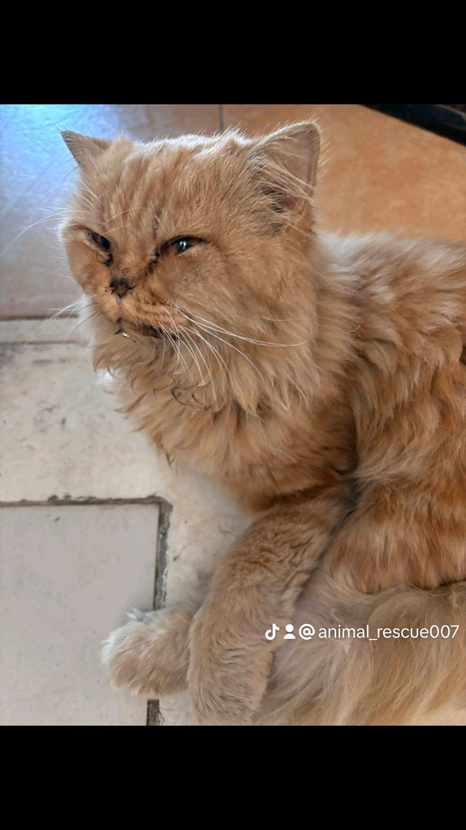 ๐ (@animal_rescue0) on Twitter photo #ูุทุท #ุงูุฑูุงุถ #ุงููุงุฐ #ุนุงุฌู
ูุท ู
ุฑู
ู ุจุงูุดุงุฑุน ููุถุนู ุณูุก ู
ุงูู
ุงูู ูุนูููู ู
ุงููุฏุฑ ููุชุญูู
ู
ุฑุฑุง ูู
ุงูุฑุถู ูุงูู ุญุชู ุชูููู ููุทุน ุงูููุจ ๐ญ๐ญ ูุญุชุงุฌ ุงููุงุฐ ุนุงุฌู ูุจู ูู
ูุช ุจู
ูุงูู ู
ุงุงูุฏุฑ ุงุฎุฐู ุงููู ุฑุงูุถูู ุงูุญููุงูุงุช ุงูุฑูุงุถ ุฑูู
ุงูุชูุงุตู 0561262439 #ูุทุท #ุงูุฑูุงุถ #ุงููุงุฐ #ุนุงุฌู
ูุท ู
ุฑู
ู ุจุงูุดุงุฑุน ููุถุนู ุณูุก ู
ุงูู
ุงูู ูุนูููู ู
ุงููุฏุฑ ููุชุญูู
ู
ุฑุฑุง ูู
ุงูุฑุถู ูุงูู ุญุชู ุชูููู ููุทุน ุงูููุจ ๐ญ๐ญ ูุญุชุงุฌ ุงููุงุฐ ุนุงุฌู ูุจู ูู
ูุช ุจู
ูุงูู ู
ุงุงูุฏุฑ ุงุฎุฐู ุงููู ุฑุงูุถูู ุงูุญููุงูุงุช ุงูุฑูุงุถ ุฑูู
ุงูุชูุงุตู 0561262439