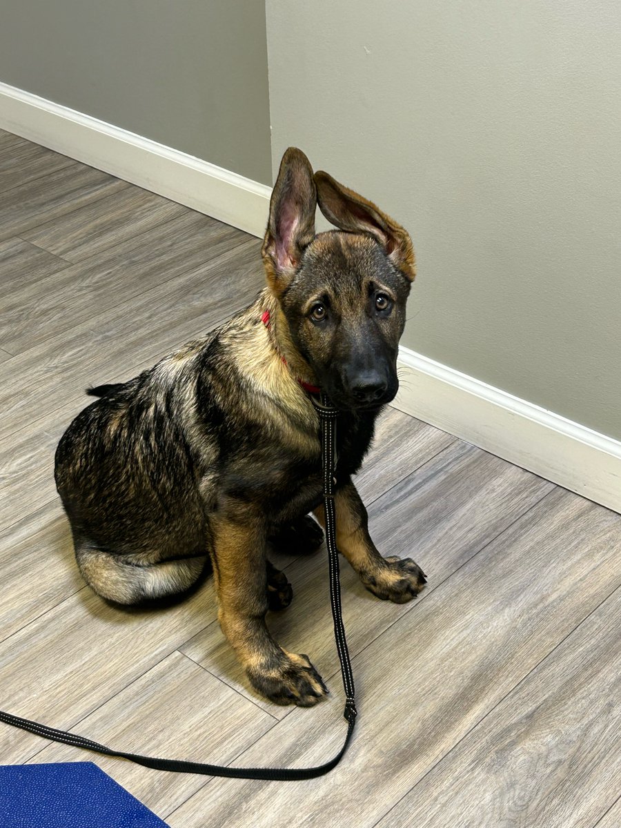MtnViewVets's tweet photo. Best ears ever! Here is Reagan, now 15 weeks old, with Dr. Boggier. 💕 https://t.co/8MsJ4o4nL1