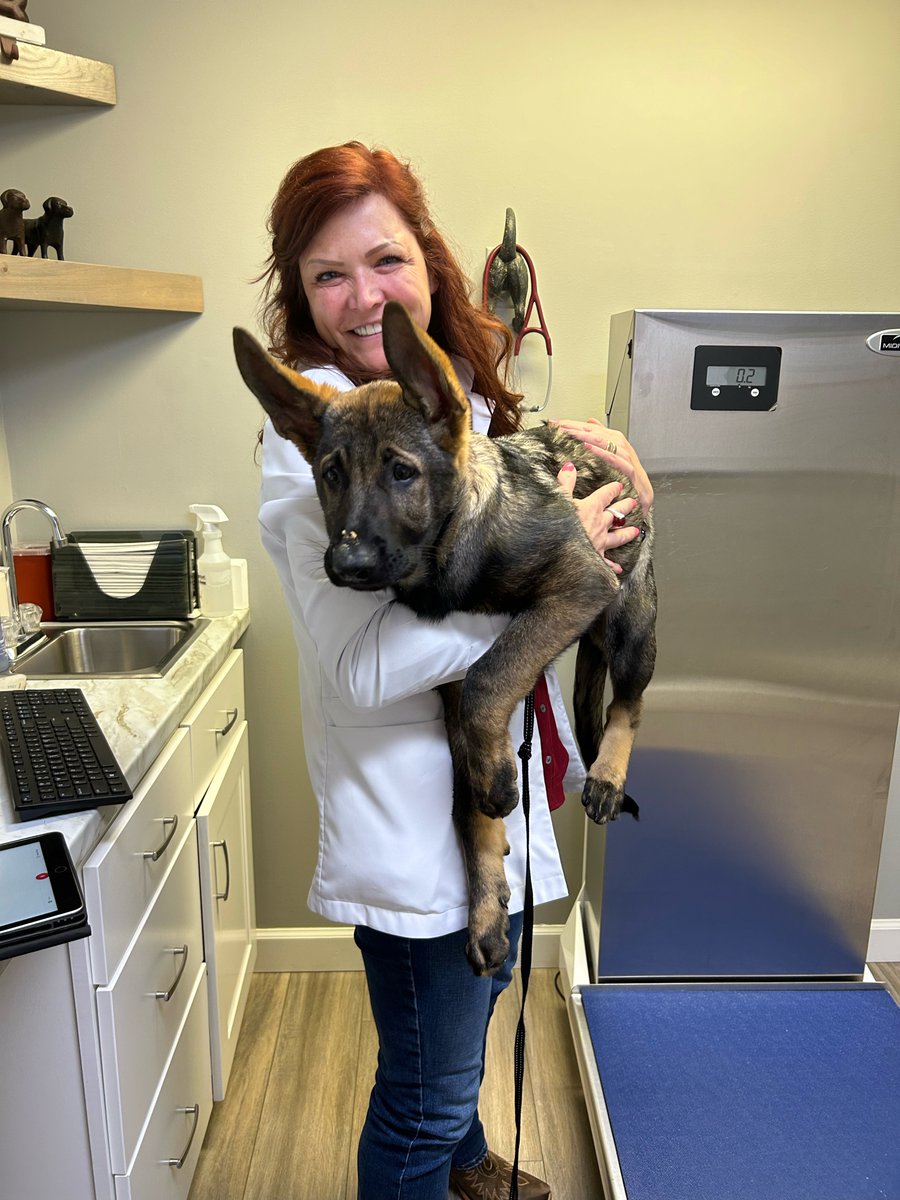 MtnViewVets's tweet photo. Best ears ever! Here is Reagan, now 15 weeks old, with Dr. Boggier. 💕 https://t.co/8MsJ4o4nL1