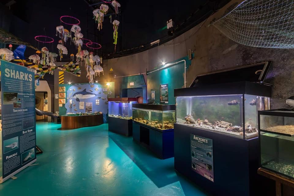 Wales_On_Rails's tweet photo. Meet the team at Ocean Lab &amp; discover our wonderful Welsh #MarineLife. Explore the interactive #RockPool tank in the Sea Môr Aquarium for a close up view of marine creatures.   

A great rainy day activity accessible via the T5 @TrawsCymru_ bus service.

📸 © @seatrustwales https://t.co/svtXUQjtV9