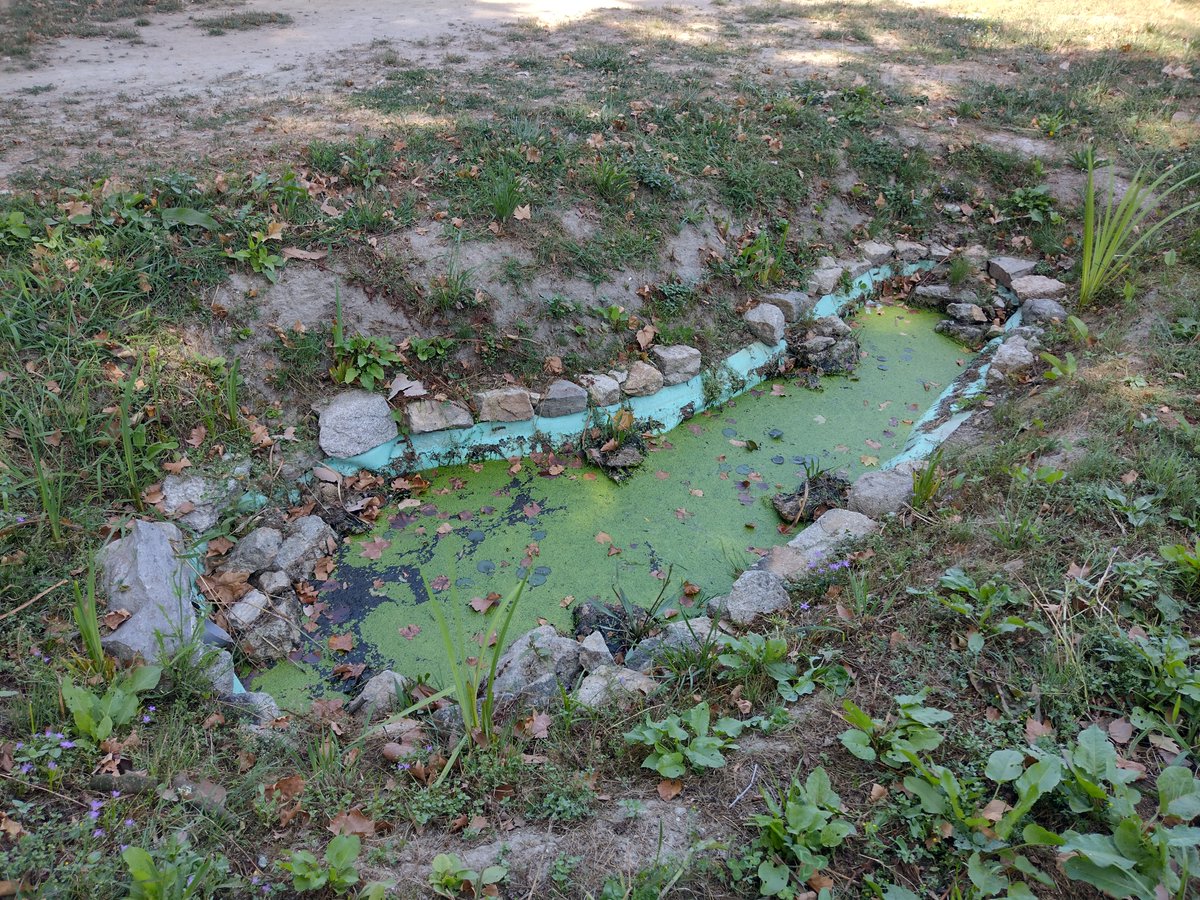 Porto City Council has improved the pond built by <a href="/buildingisgreen/">LIFE-myBUILDINGisGREEN</a> in the Oliveira Community Garden, part of the Porto Pilot Building:
👉 life-mybuildingisgreen.eu/en/the-pond-bu…

<a href="/LIFEprogramme/">LIFE Programme</a>
#AfterLIFE_mBiG
