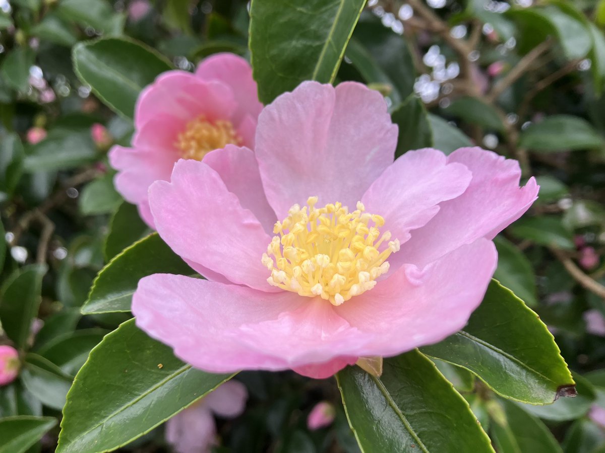 stervinoupep's tweet photo. Camellia sasanqua Plantation Pink https://t.co/GBxPVbc5nZ