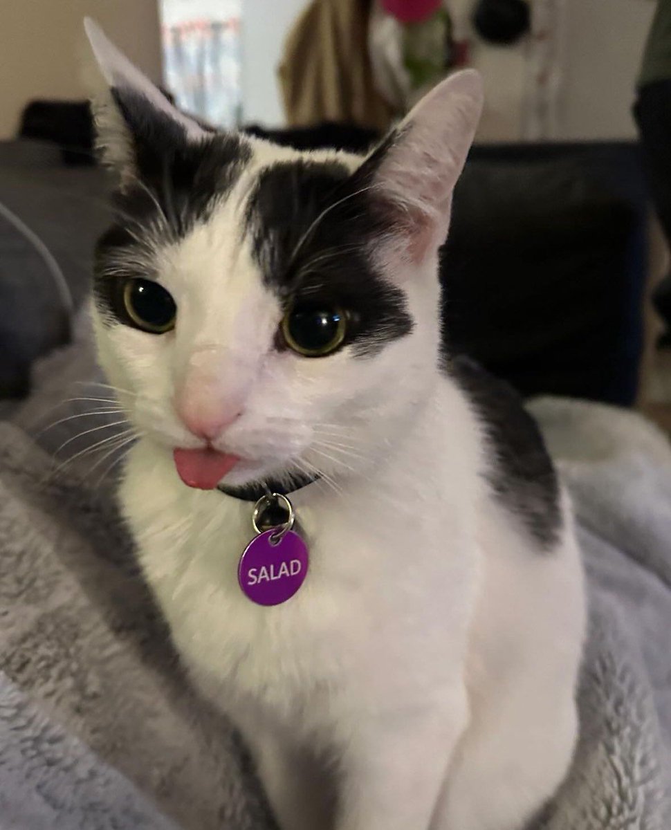 ShouldHaveCat's tweet image. her name is salad and she is beautiful🥹
