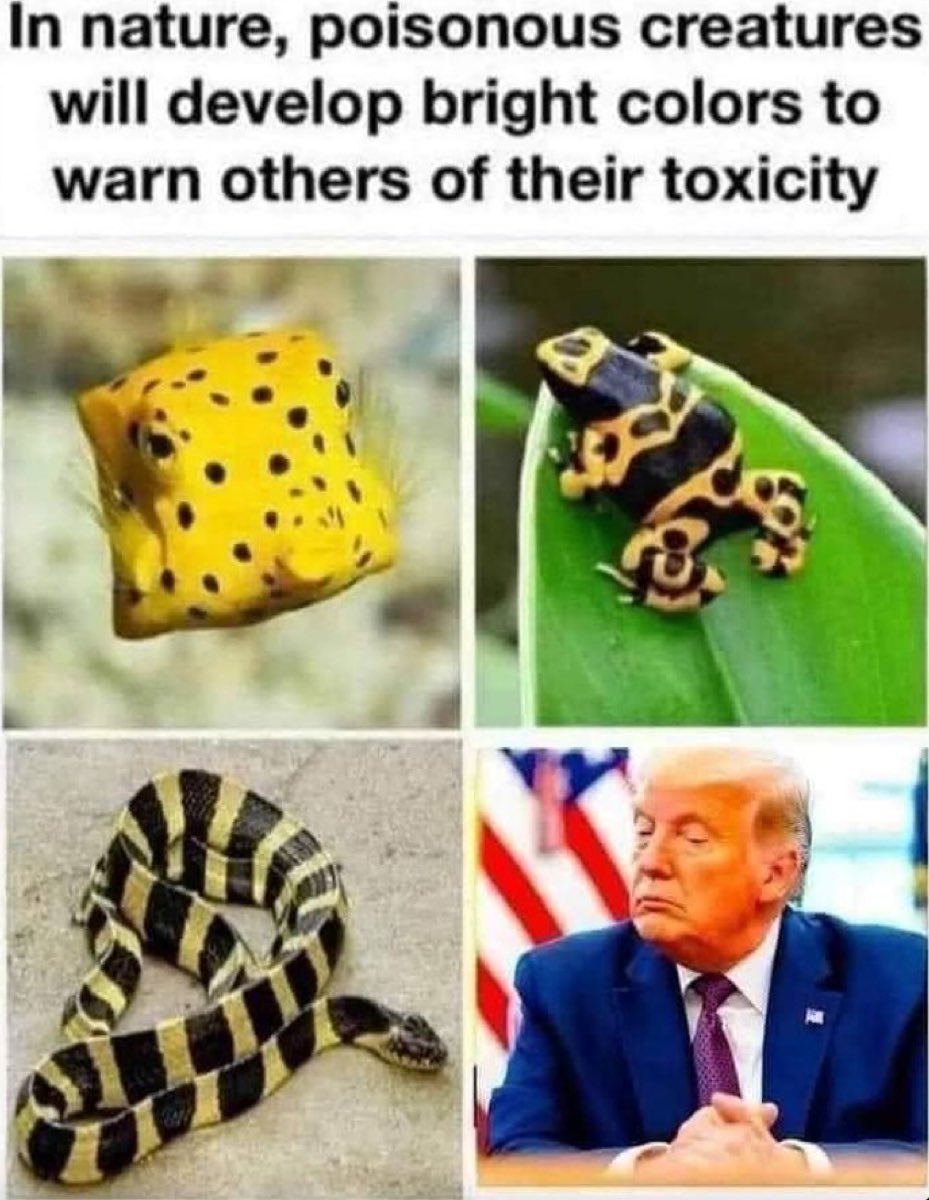 Anna Dunlevy White (@acvdw) on Twitter photo 