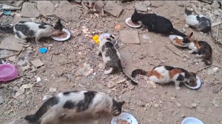 AnimalFriendsAF's tweet photo. How much we love you, our beautiful cats & dogs, your presence around me compensates me the far away my children. Look at these poor souls, how innocent like angels are. We truly love all cats and dogs because they are the ones who relieve our worries and pains & give our lives meaning.
⚠️ But unfortunately, every night we can't sleep because we think about securing food for them, especially with the continuous rise in prices and the fact that goods have become almost non-existent. We're truly in dire need of buying the largest amount of food for them so that a day doesn't come when we see them dying of hunger in front of us & we're unable to rescue them.
🆘️ Please, our kind sisters & brothers, share & spread our suffering with all the people around you so we all can secure them with food security. We truly love you all. You're the ones who strengthen our steadfastness in this genocidal war.
‼️Kindly, you can send gifts via Donation links below 👇🙏:
PayPal link is mentioned in our bio, please write "AFS animals" or "AFS families" in note.
GFM1 (AFS animals)
https://t.co/8EI3vJWDPd
GFM2 (AFS families)
https://t.co/sggwx4Vrto
Please REPOST, it is a very helpful way to keep our page active and reach more of merciful hearted people.
Thank you so much 🙏🐾🐱🇵🇸🕊.