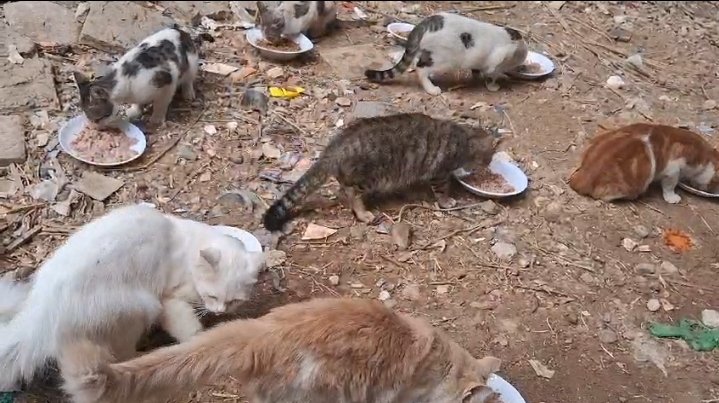 How much we love you, our beautiful cats &amp; dogs, your presence around me compensates me the far away my children. Look at these poor souls, how innocent like angels are. We truly love all cats and dogs because they are the ones who relieve our worries and pains &amp; give our lives