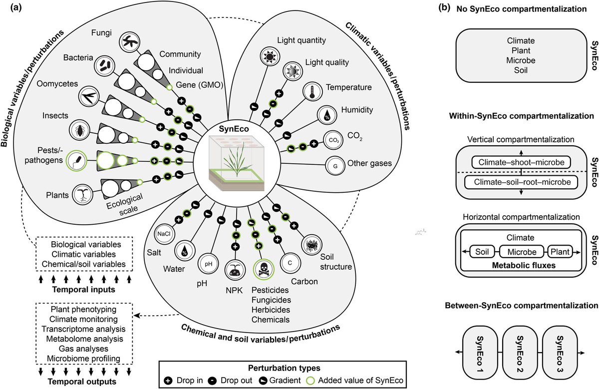 Stéphane Hacquard (@hacquard_st) on Twitter photo Our Tansley Insight is out <a href="/NewPhyt/">New Phytologist</a> !!! nph.onlinelibrary.wiley.com/doi/full/10.11…. From synthetic communities to synthetic ecosystems: exploring causalities in plant-microbe-environment interactions. Big congrats <a href="/Chesneau_G/">Chesneau Guillaume</a>, <a href="/HerpellJohannes/">Johannes Herpell</a> <a href="/mpipz_cologne/">MPIPZ Cologne</a> #SynComs #SynEcos. Our Tansley Insight is out <a href="/NewPhyt/">New Phytologist</a> !!! nph.onlinelibrary.wiley.com/doi/full/10.11…. From synthetic communities to synthetic ecosystems: exploring causalities in plant-microbe-environment interactions. Big congrats <a href="/Chesneau_G/">Chesneau Guillaume</a>, <a href="/HerpellJohannes/">Johannes Herpell</a> <a href="/mpipz_cologne/">MPIPZ Cologne</a> #SynComs #SynEcos.