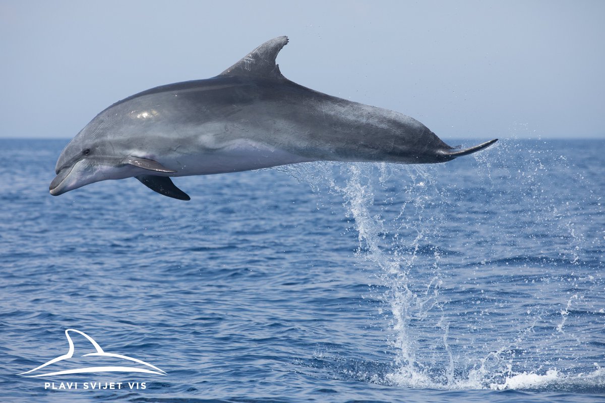 Blue World Institute tweet media