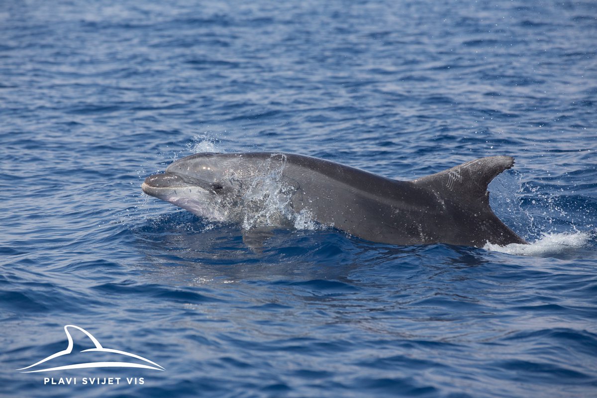 Blue World Institute tweet media