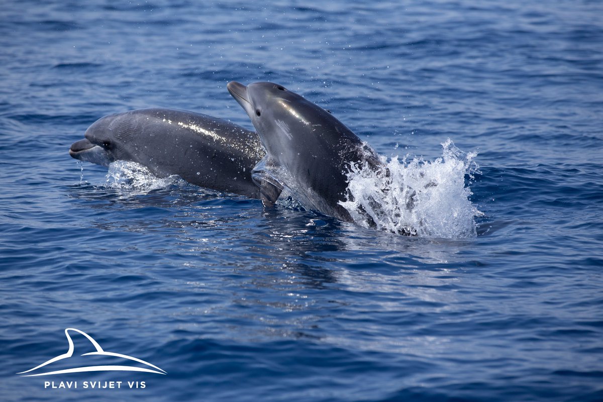 Blue World Institute tweet media