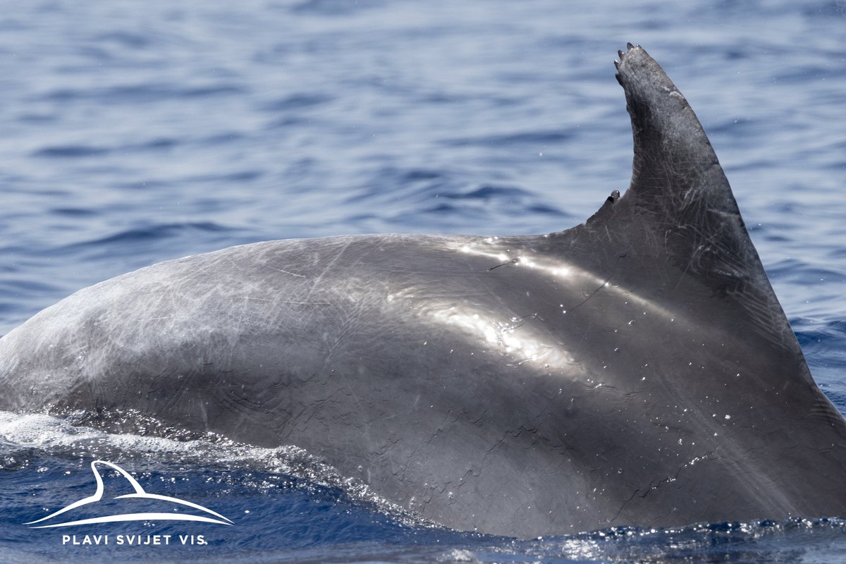 Blue World Institute tweet media