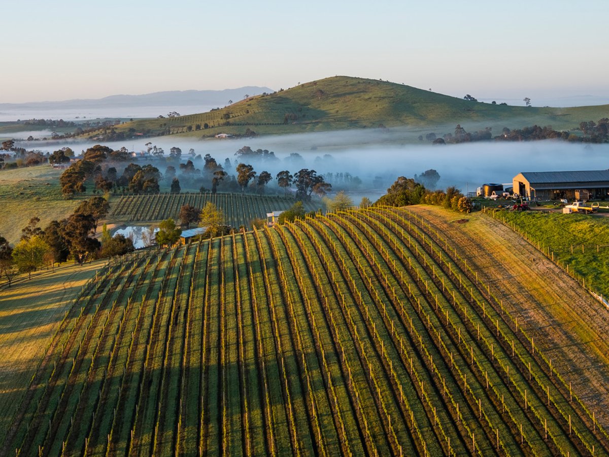 .<a href="/vinesack/">Joe Wadsack</a> has long been in love with wines from Australia's diverse Victoria wine region. In the first of three reports he shares his personal insights on each of its 21 sub-regions talking to producers &amp; winemakers in his own inimitable style the-buyer.net/insight/discov…