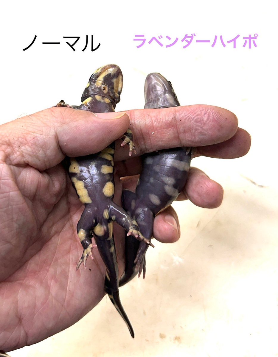 オビタイガーサラマンダー 25cb②