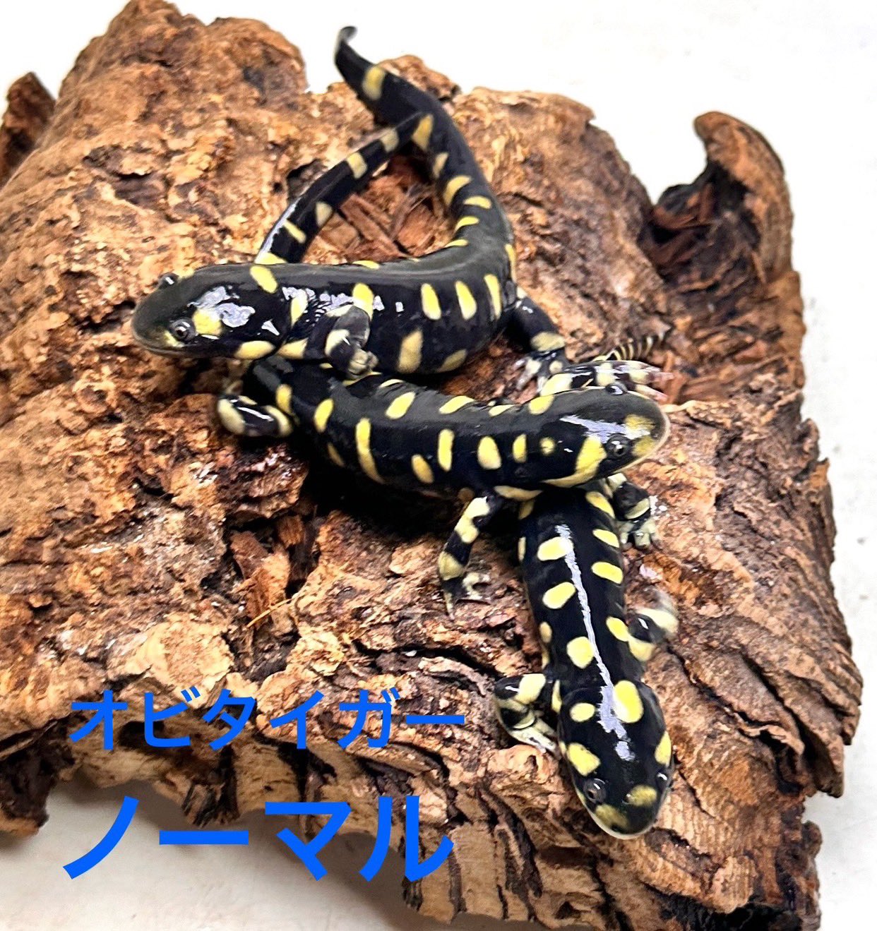 オビタイガーサラマンダー 25cb① オビタイガーサラマンダー 25cb①