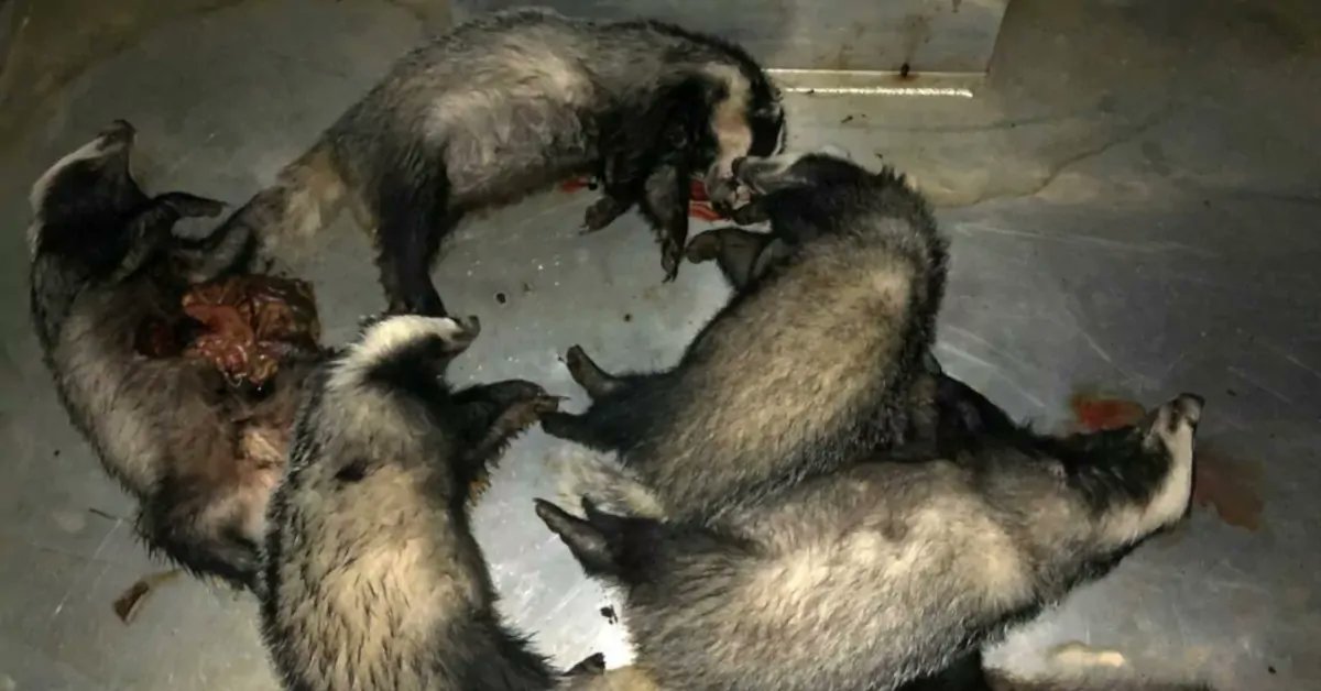 ProtectTheWild_'s tweet photo. Since the badger cull began in England in 2013, over 230,000 badgers have been killed. Share this post if you believe the cull should end now! https://t.co/PCtHpYDj8R