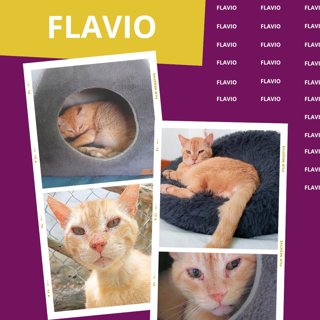 FLAVIO (2012) ACOGIDA URGENTE 
Sufrió mucho en su vida y merece una oportunidad de volver a confiar en las personas. Es positivo a FIV 💔🐾

adopciones@defensafelina.org
apadrina@defensafelina.org

teaming.net/asociaciondefe…