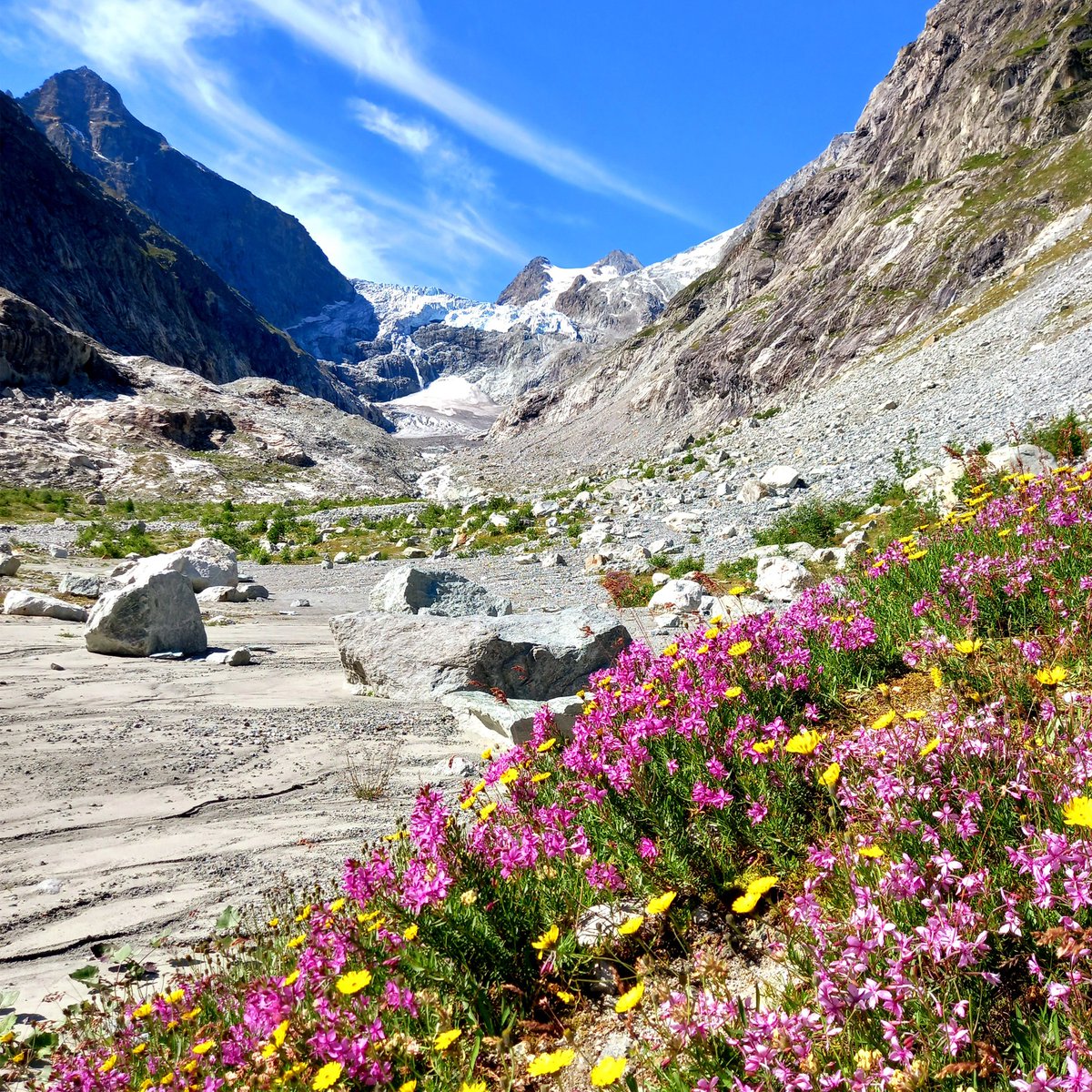 Sharing some good news today! Results of a MSc thesis of a brilliant student, Matteo Conti, has just been published in Ecography! Check it out
nsojournals.onlinelibrary.wiley.com/doi/10.1111/ec…

#Science 
#student
#university 
#biodiversity 
#glacier
#mutualism

Thanks <a href="/snsf_ch/">Swiss National Science Foundation</a> for financial support