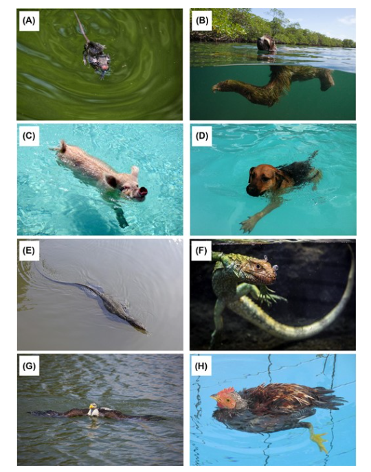 ICB_journal's tweet photo. The Role of #Locomotory Ancestry on Secondarily Aquatic Transitions
@Formorphology , et al
https://t.co/kgqnfFk7TL
"This perspective of the land-to-sea transition can lead to new avenues of functional, #biomechanical, and developmental study of secondarily aquatic transitions." https://t.co/LWzjwFJYRg
