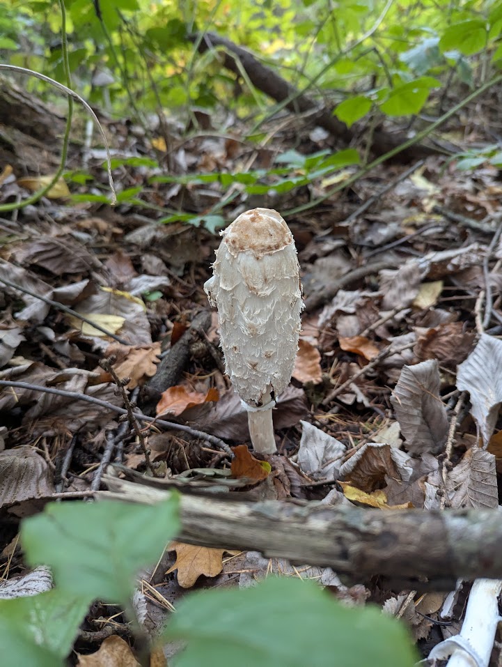 Tasty treats are popping up in the local woodland. Someone will be having a nice dinner tonight. #mushroom season.